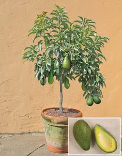 fruto-no-vaso-jardinagem-plantar4