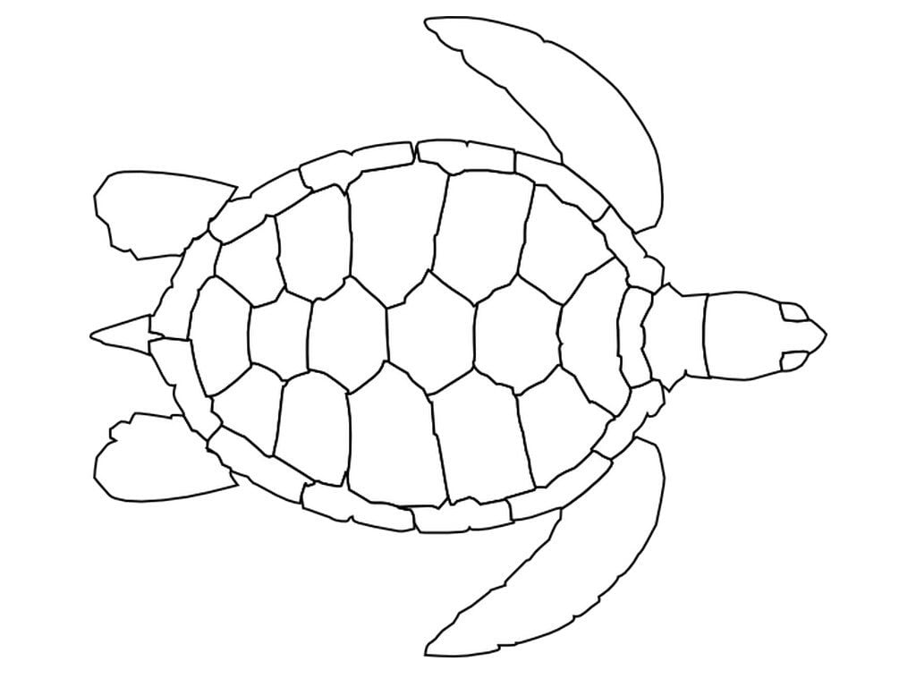 desenho de tartaruga