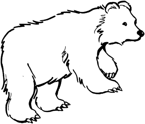 desenho de urso