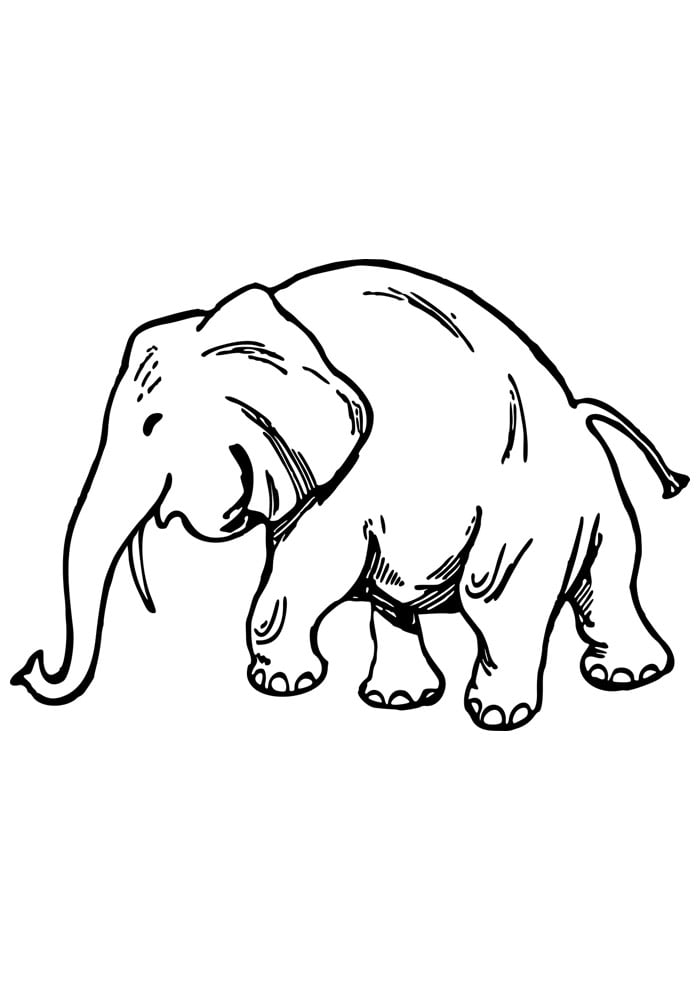 elefante desenho facil