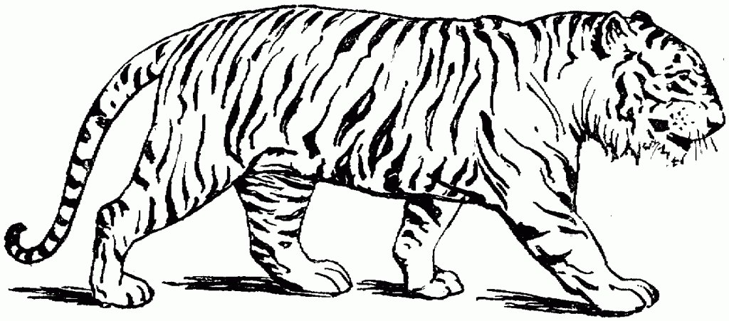 desenho de tigre