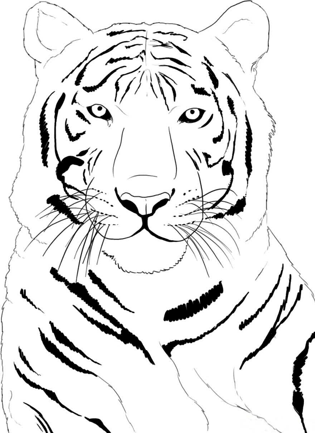 imagem de tigre para colorir