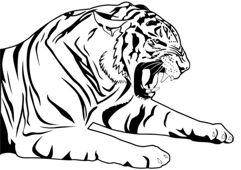 imagem de tigre para desenhar