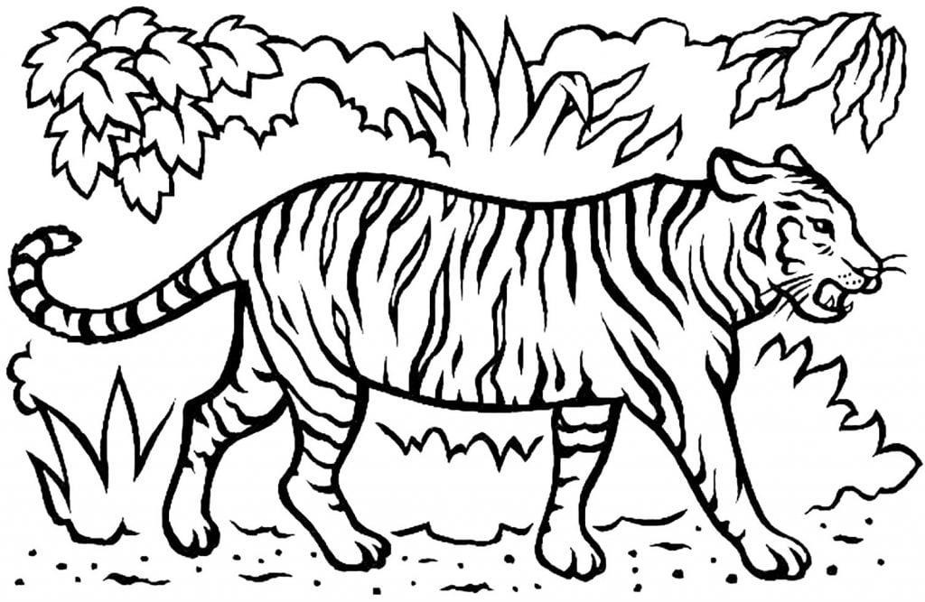 tigre para colorir