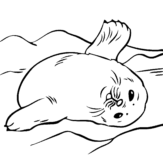 desenho de foca para colorir