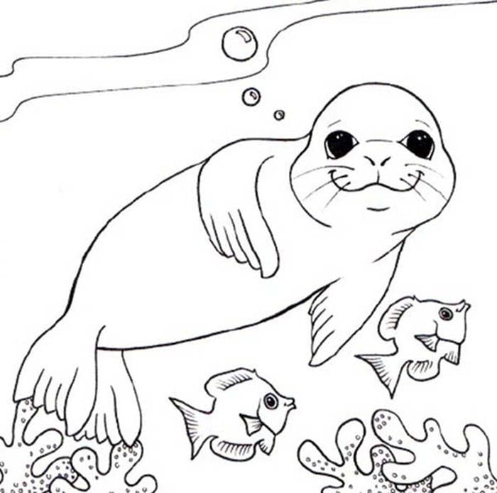 desenho de foca