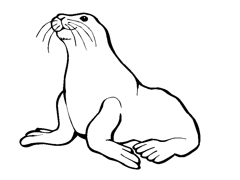 foca para colorir