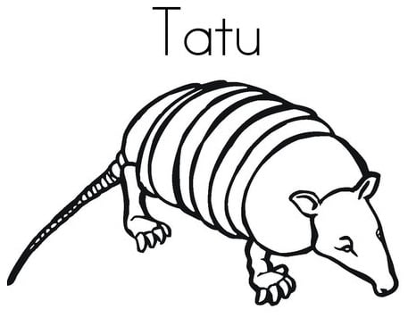 desenho de tatu para desenhar