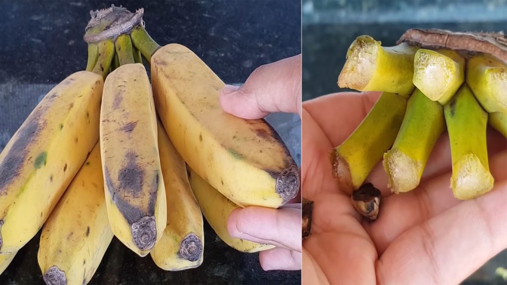 casca de banana adubo como usar