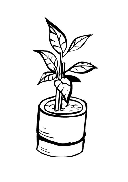 Desenho de plantas para pintar