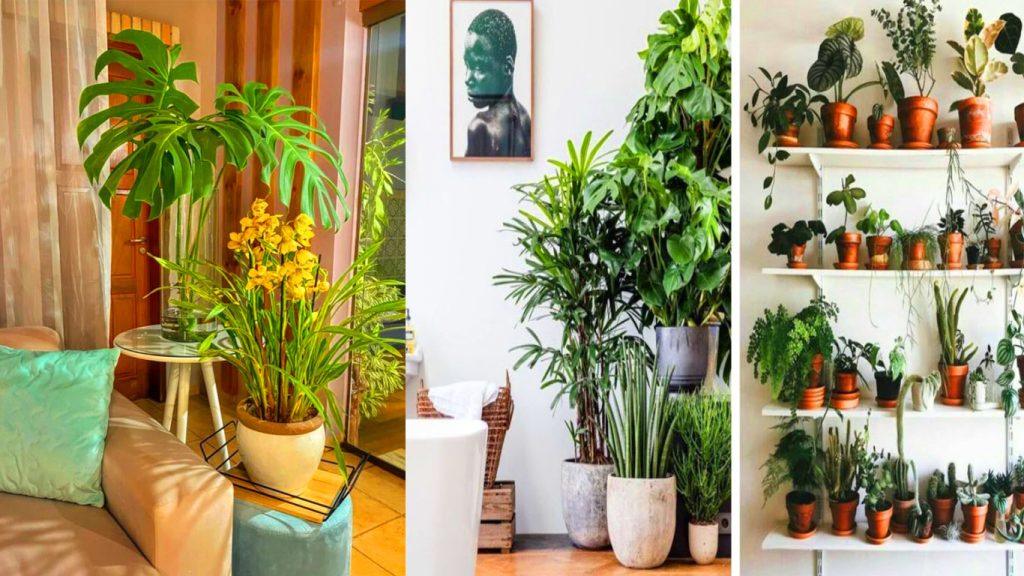 Decoração com plantas na sala vasos