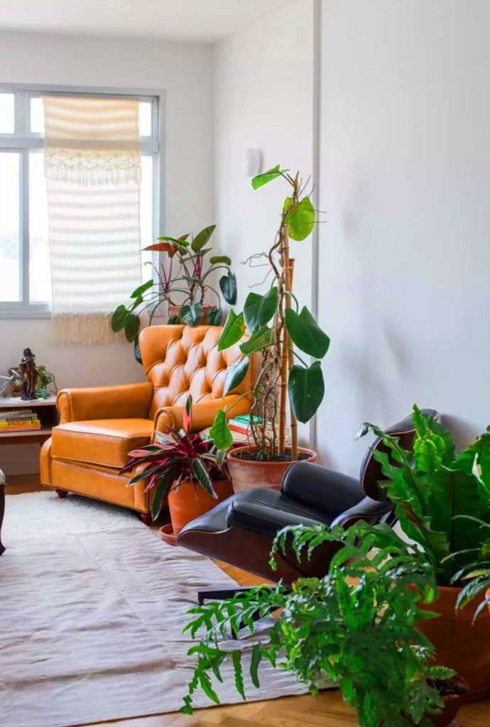 decoração com plantas na sala