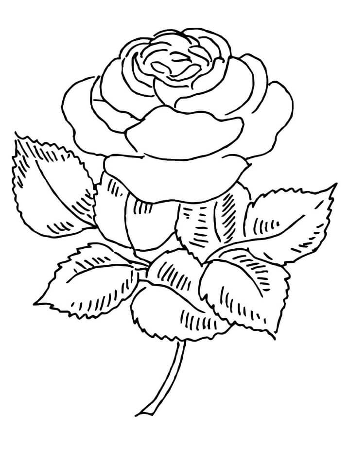 desenho Rosa para imprimir