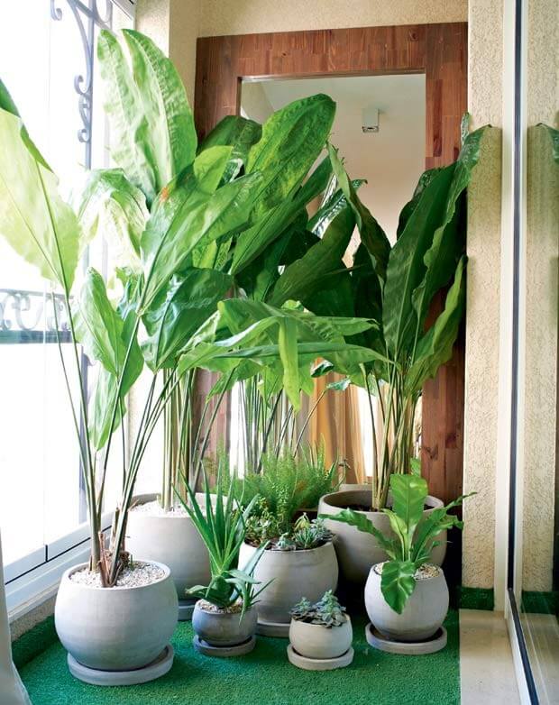 plantas para sala