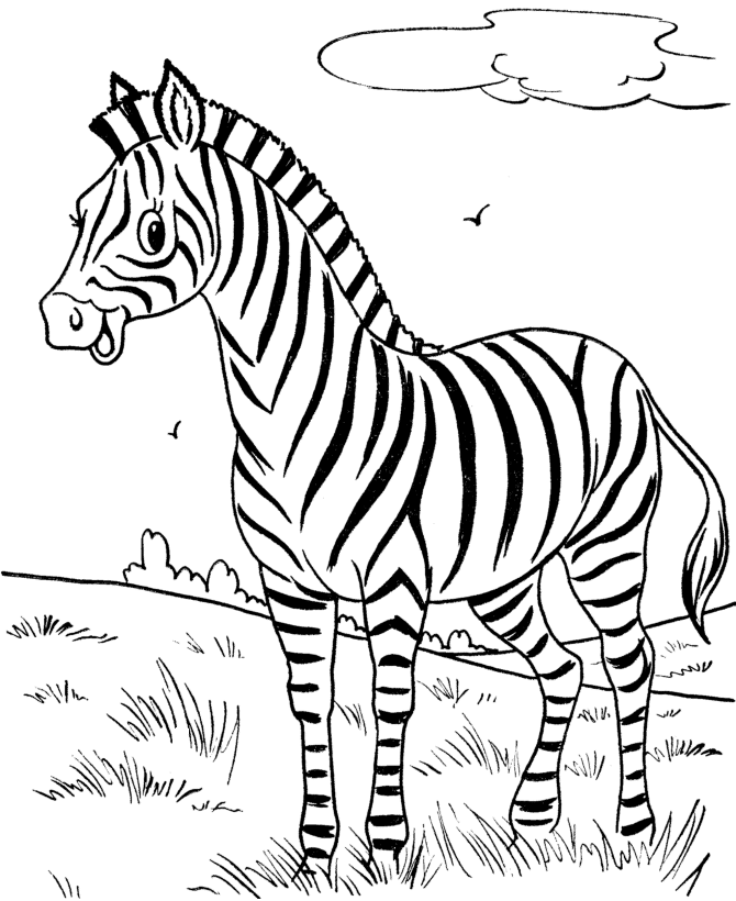 Zebra colorir