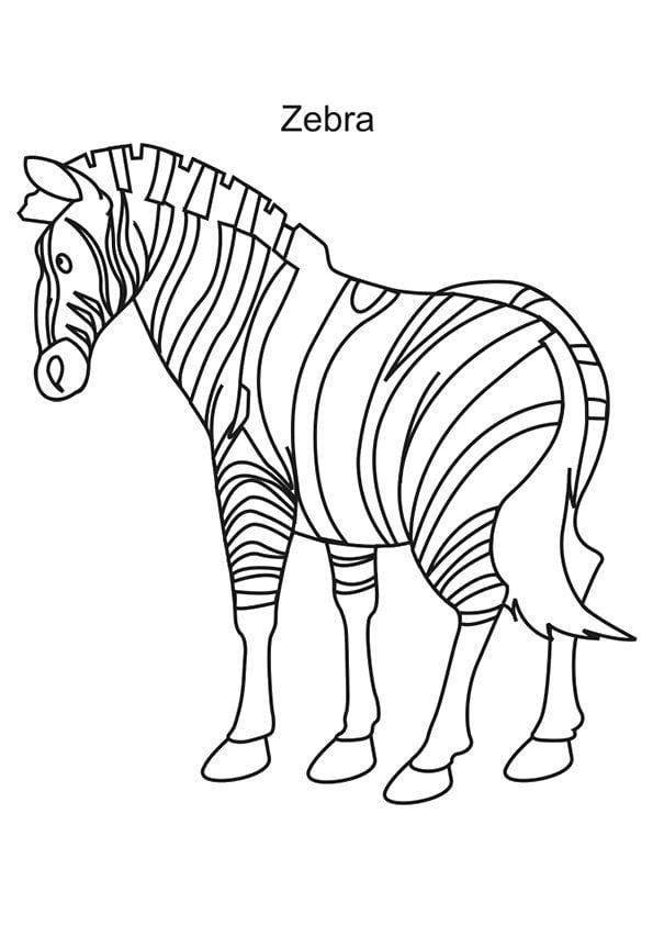 desenho Zebra colorir