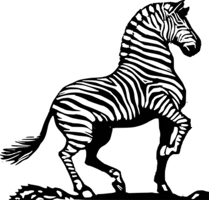 desenho de Zebra para colorir