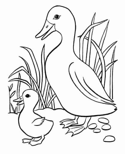 Desenhos-para-colorir-infantil-pato-e-patinho