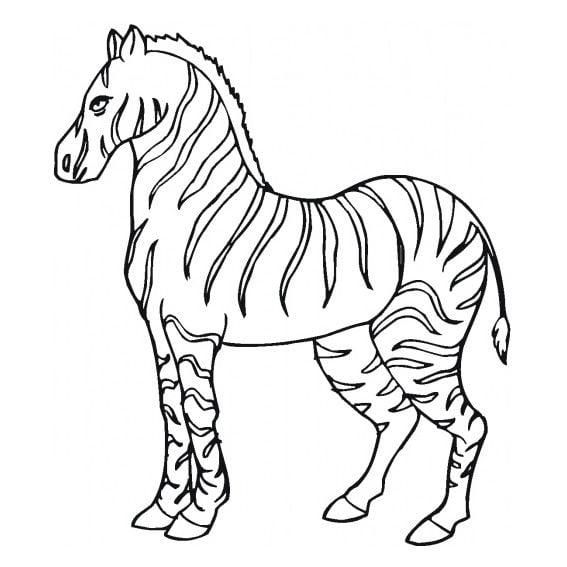 Desenhos-para-colorir-infantil-zebra