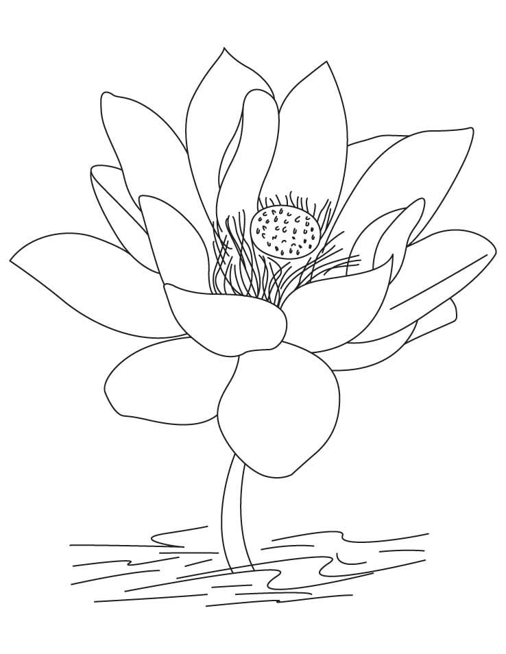 Flor-de-Lotus-para-colorir