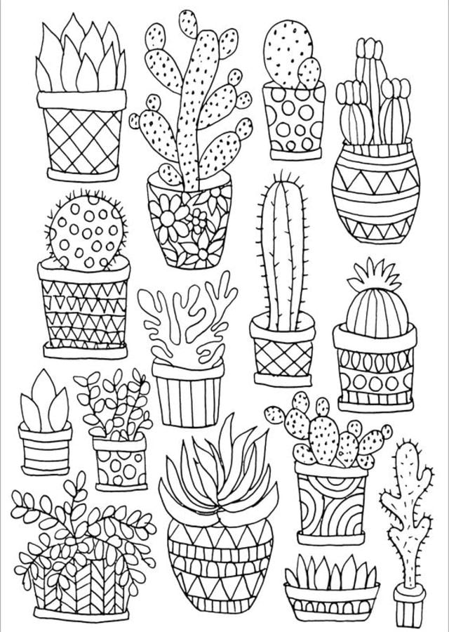 Planta-para-colorir-desenhar