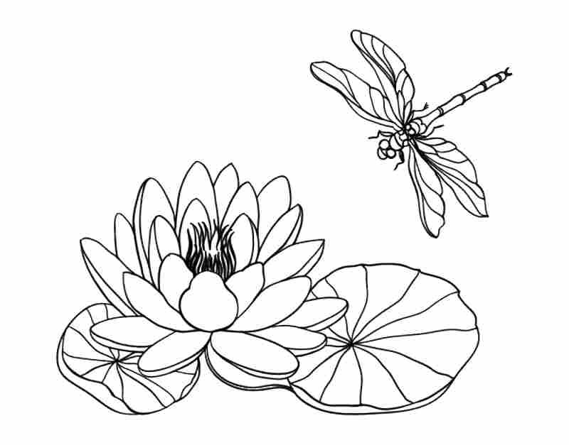 desenho-Flor-de-Lotus-colorir