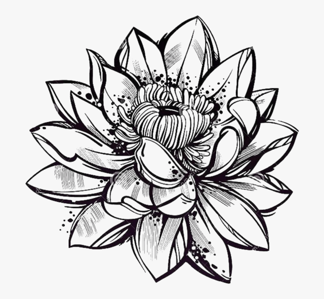 desenho-Flor-de-Lotus-para-colorir