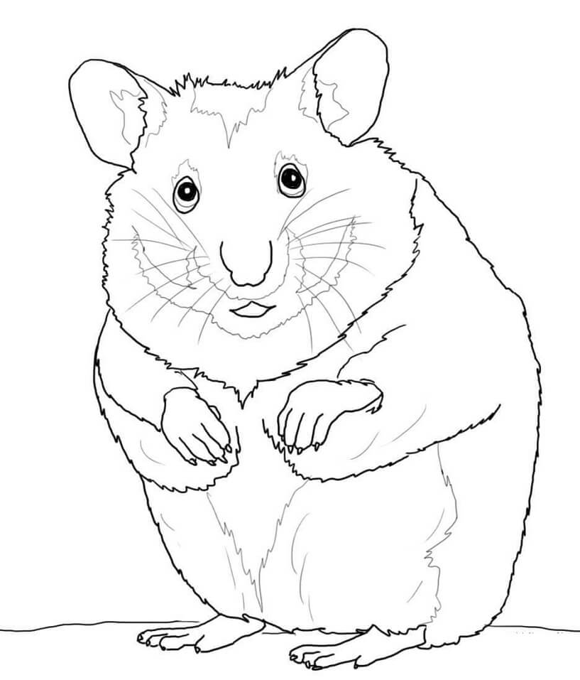 desenho-de-Hamster-imprimir