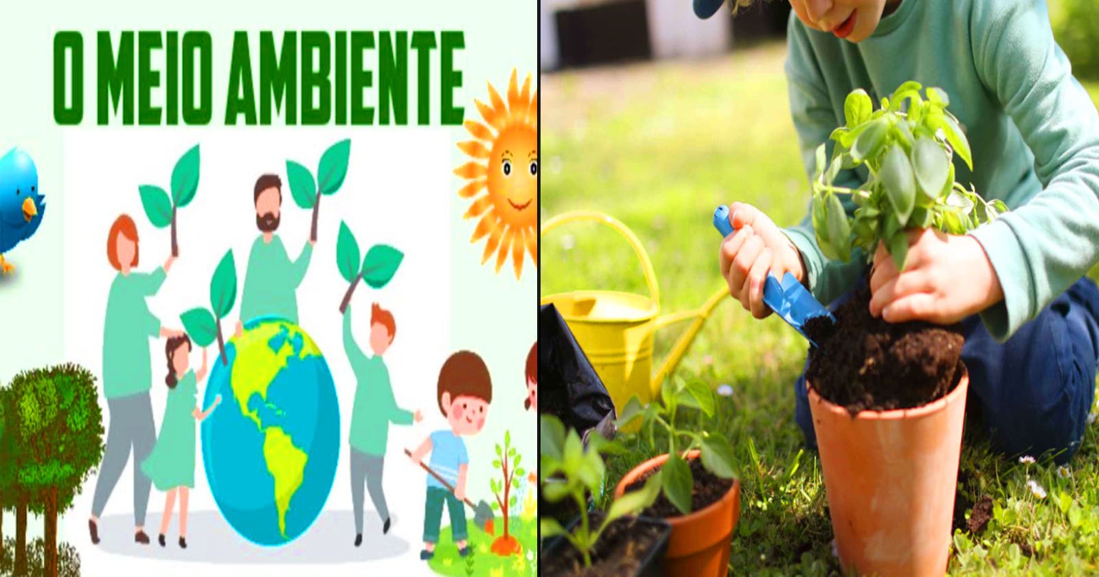 Atividade meio ambiente educação infantil