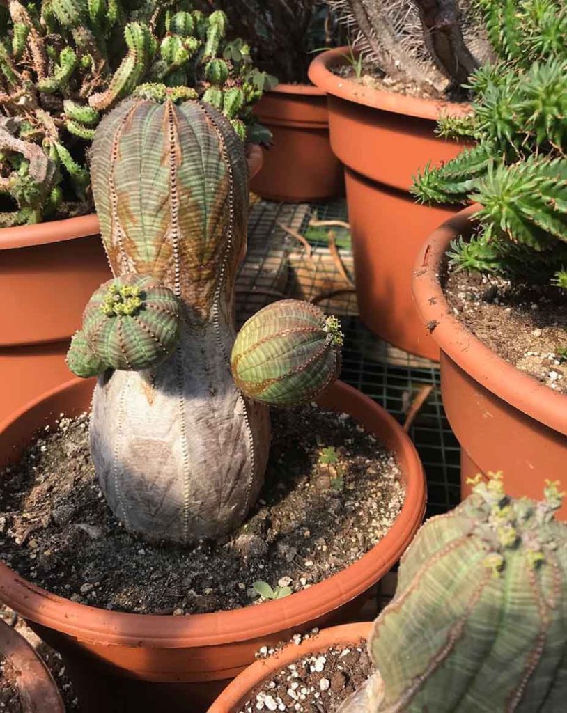 Euphorbia Obesa