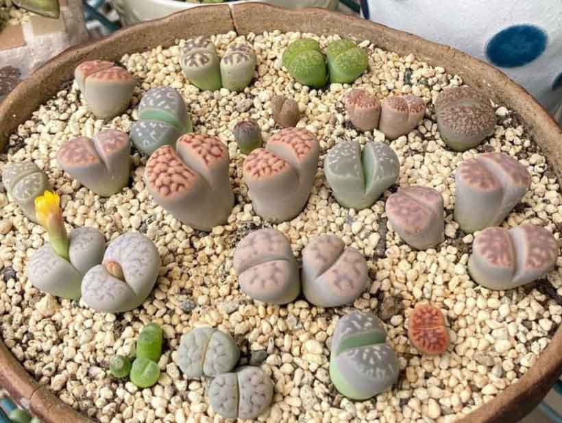 Lithops