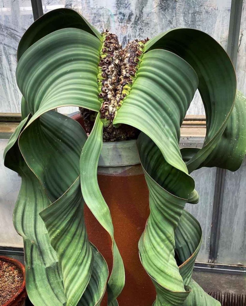 Welwitschia Mirabilis